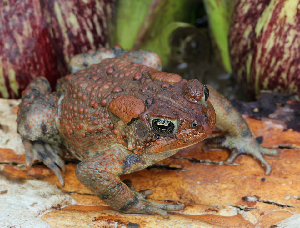 American Toad